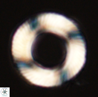 Tonromeinia deniseae 57009