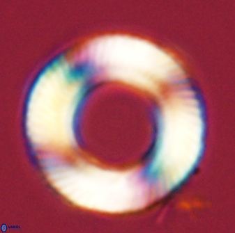 Tonromeinia deniseae 57010