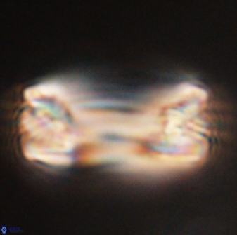 Tonromeinia deniseae 57012