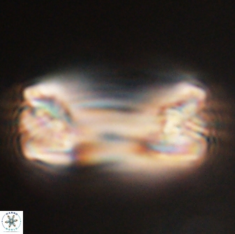 Tonromeinia deniseae 57012