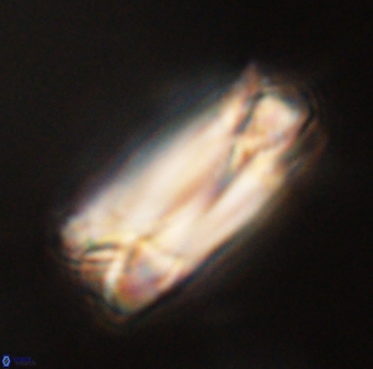 Tonromeinia deniseae 57014