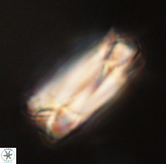 Tonromeinia deniseae 57014