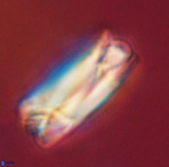 Tonromeinia deniseae 57015