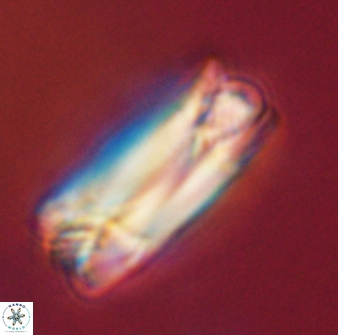Tonromeinia deniseae 57015
