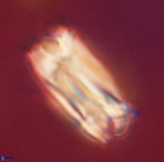 Tonromeinia deniseae 57016