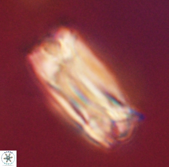 Tonromeinia deniseae 57016