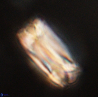 Tonromeinia deniseae 57017