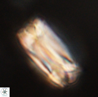 Tonromeinia deniseae 57017