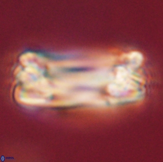 Tonromeinia deniseae 57019