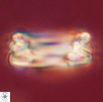 Tonromeinia deniseae 57019