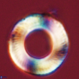 Tonromeinia deniseae 57020