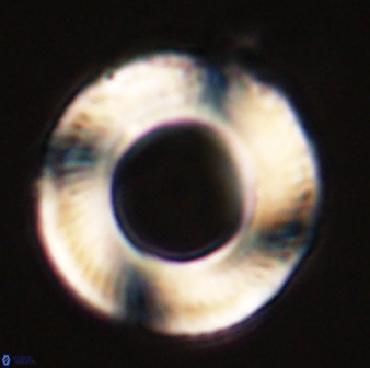 Tonromeinia deniseae 57022