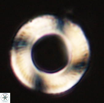 Tonromeinia deniseae 57022