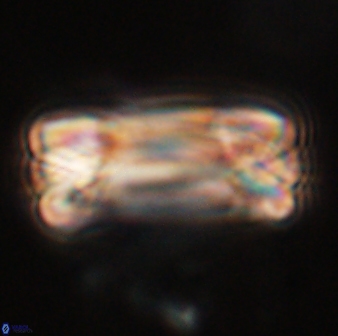 Tonromeinia deniseae 57025