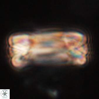 Tonromeinia deniseae 57025