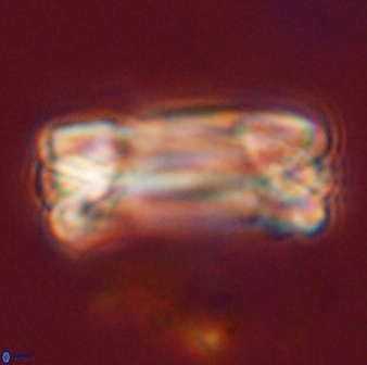 Tonromeinia deniseae 57026