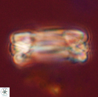 Tonromeinia deniseae 57026