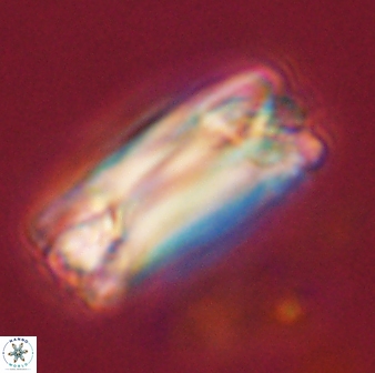 Tonromeinia deniseae 57027