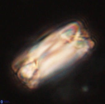 Tonromeinia deniseae 57028