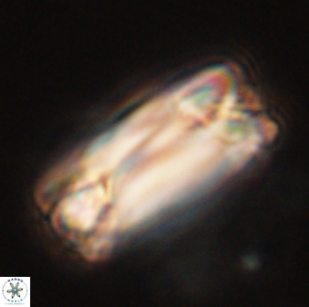 Tonromeinia deniseae 57028