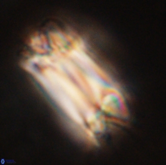 Tonromeinia deniseae 57029