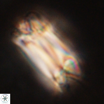 Tonromeinia deniseae 57029