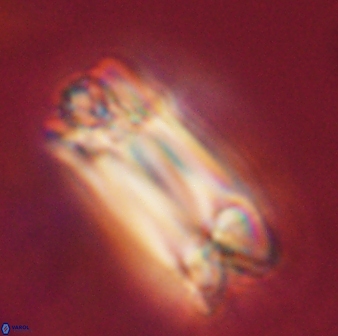 Tonromeinia deniseae 57030