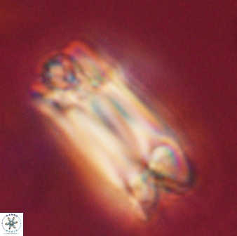 Tonromeinia deniseae 57030