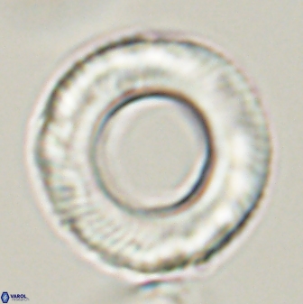 Tonromeinia deniseae 57037