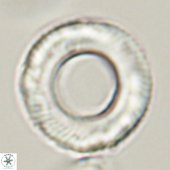 Tonromeinia deniseae 57037