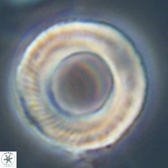 Tonromeinia deniseae 57038