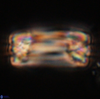 Tonromeinia deniseae 57874