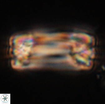 Tonromeinia deniseae 57874