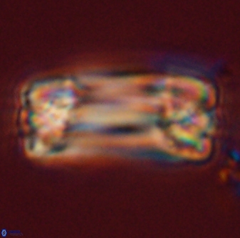 Tonromeinia deniseae 57875