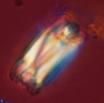 Tonromeinia deniseae 57876