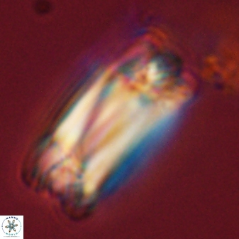 Tonromeinia deniseae 57876