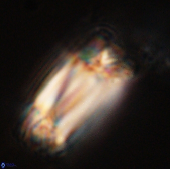 Tonromeinia deniseae 57877