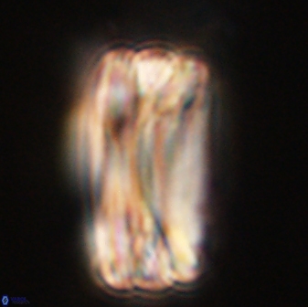 Tonromeinia deniseae 57878