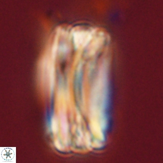 Tonromeinia deniseae 57879