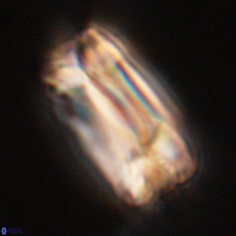 Tonromeinia deniseae 57882