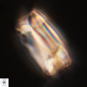 Tonromeinia deniseae 57882