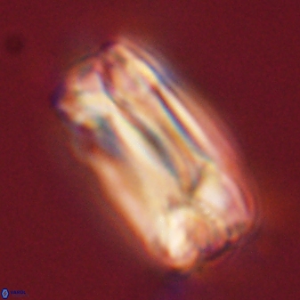 Tonromeinia deniseae 57883