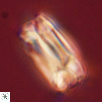 Tonromeinia deniseae 57883