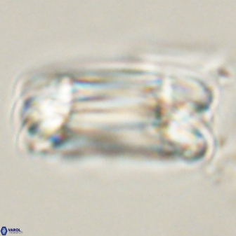 Tonromeinia deniseae 57884