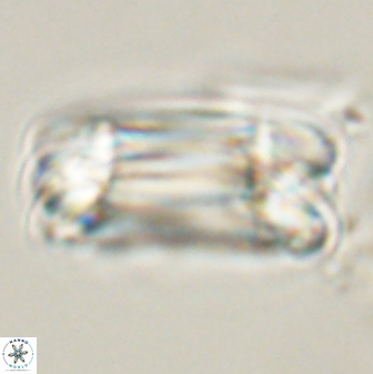Tonromeinia deniseae 57884
