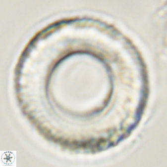 Tonromeinia deniseae 57889