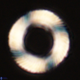 Tonromeinia deniseae 57893