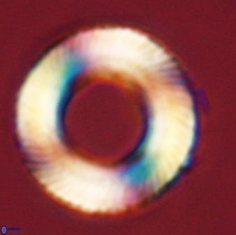 Tonromeinia deniseae 57894