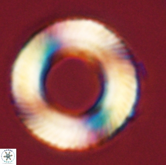 Tonromeinia deniseae 57894