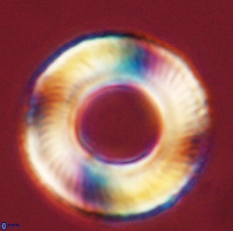 Tonromeinia deniseae 57896